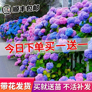 绣球花苗无尽夏盆栽带花特大老桩室内阳台庭院四季开花卉绿植植物