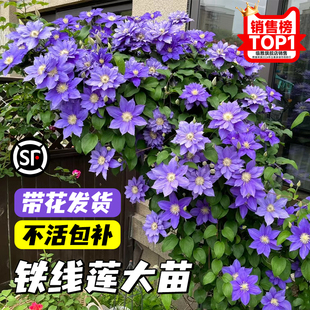 铁线莲小苗重瓣乌托邦大苗爬藤植物室内鲜花花卉绿植盆栽四季开花