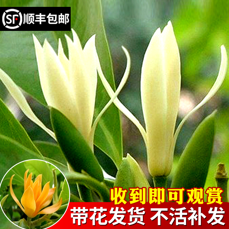 白兰花玉兰树苗花卉黄角兰植物阳台室