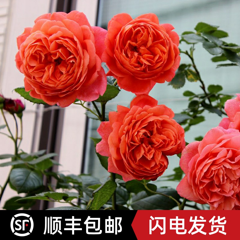 月季花苗宋夏夏日之歌summersong奥斯汀玫瑰灌木强香