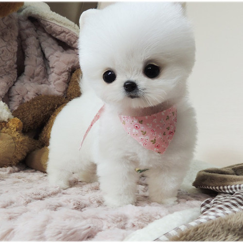 纯种博美犬幼犬活体长不大茶杯斗牛巴哥柯基俊介小型犬家养宠物狗