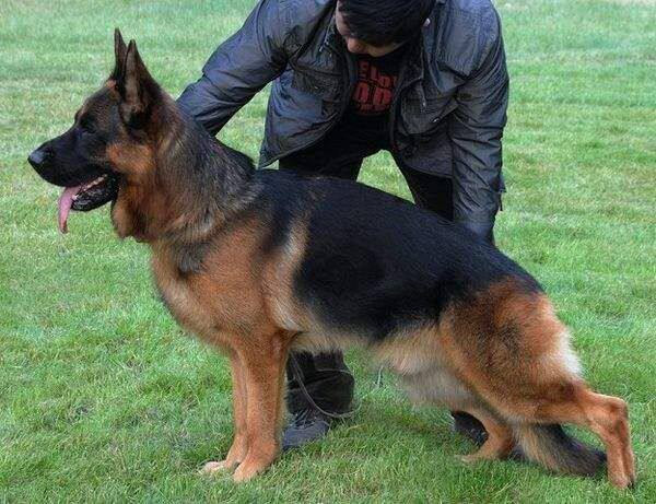 纯种德牧犬幼犬活体德国牧羊幼犬警犬大型犬黑背军犬小狼狗宠物狗