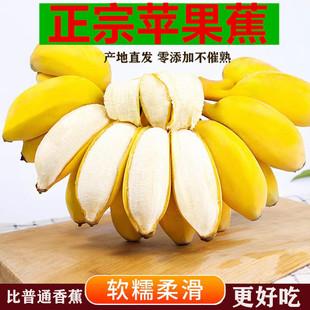 整箱串装水培香蕉花禁止焦绿色新鲜当季水果真芭蕉香蕉苹果蕉小米