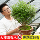 正宗清香木盆栽胡椒木大棵绿植室内驱蚊虫草植物树苗老桩盆景花卉