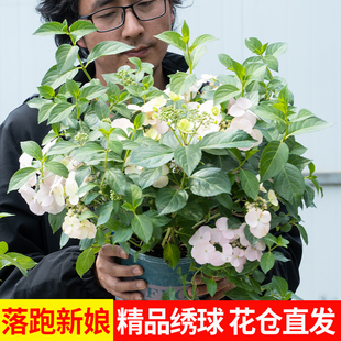 落跑新娘绣球花盆栽大花苗带花苞庭院好养花卉植物无尽夏手鞠绣球