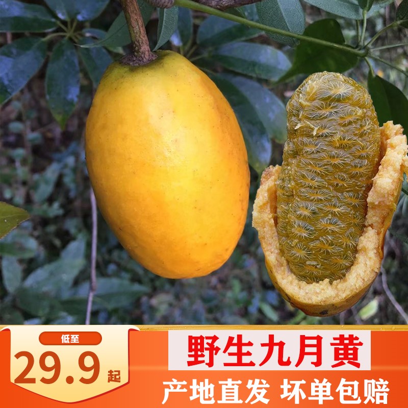 新鲜野生八月瓜九月黄水果牛卵陀娜藤苞野香蕉孕妇稀有果现摘现发