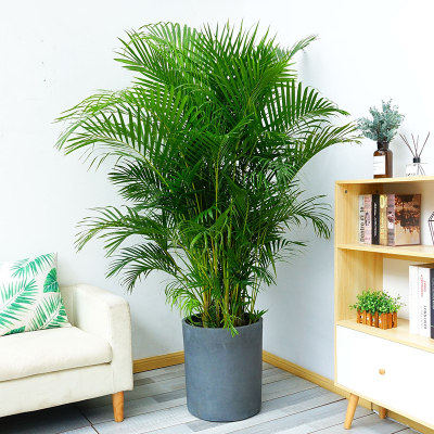 散尾葵植物盆栽凤尾竹办公室内客厅大型绿植夏威夷竹袖珍椰子北欧