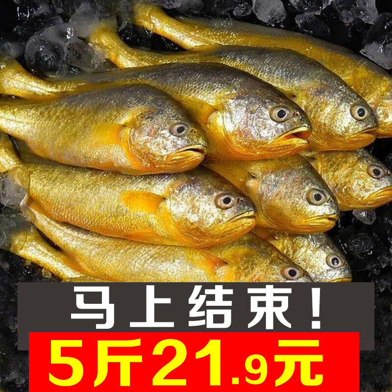 5斤包邮舟山大黄海鲜活非小黄鱼