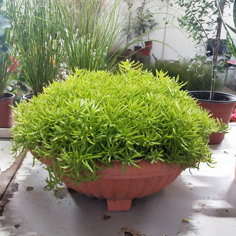 佛甲草养在家里有什么好处(佛甲草养在家里有什么好处和坏处) - 0415