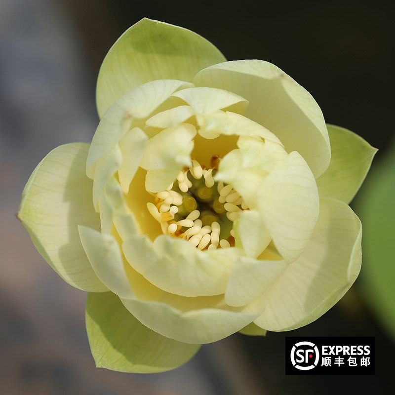 微莲03金凤朝露《微莲苑 姜永慧》微型碗莲种藕苗多瓣黄绿色荷花