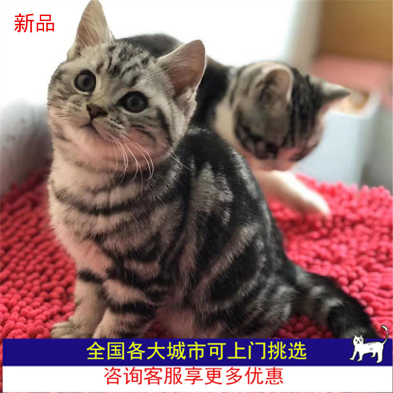 纯种美短起司矮脚猫曼基康幼猫曼赤肯猫幼崽猫咪活物短腿猫宠物猫