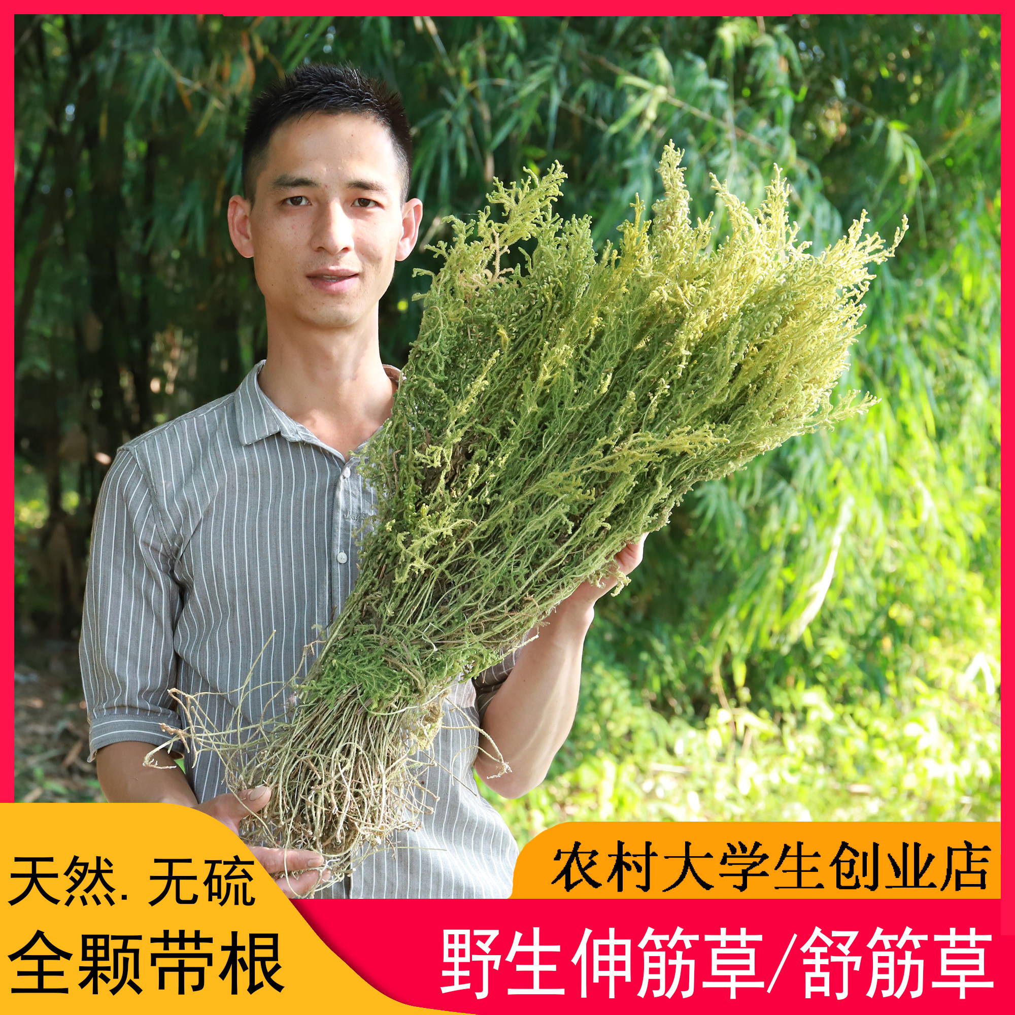 野生伸筋草中药材500g全颗带根透骨草马尾泡脚狮子草舒筋草农产品