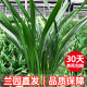 兰园直发】好养墨兰企黑名贵建兰兰花苗兰草花室内盆栽绿植带花苞