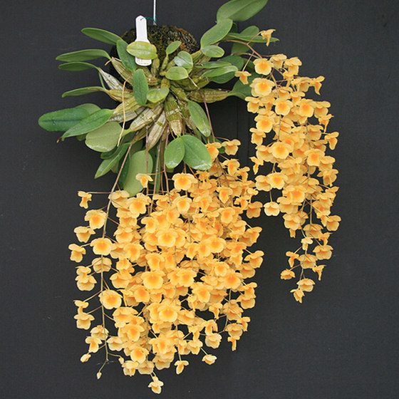 Fuxinggaozhao Horticultural Plants With Roots Home Dendrobium Dendrobium Seedlings Potted Flowers And Plants Hydroponic Plants Fuxinggaozhao Horticultural Plants With Roots Home Dendrobium Dendrobium Seedlings Potted Flowers And Plants Hydroponic Plants