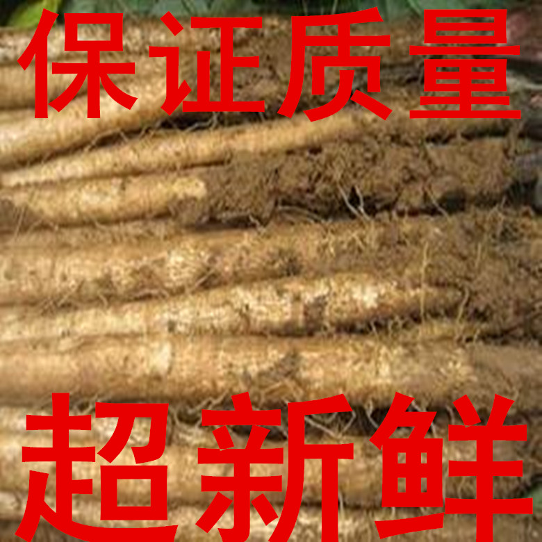 现挖刚出土两年生新鲜牛蒡根5斤装 徐州特产包邮五行蔬菜汤原料