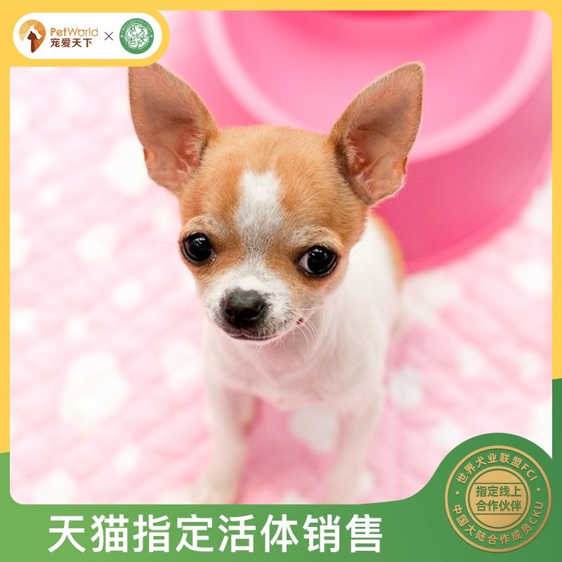 宠爱天下官方旗舰店的优惠券大全—宠爱天下短毛吉娃娃幼犬小奶狗小型