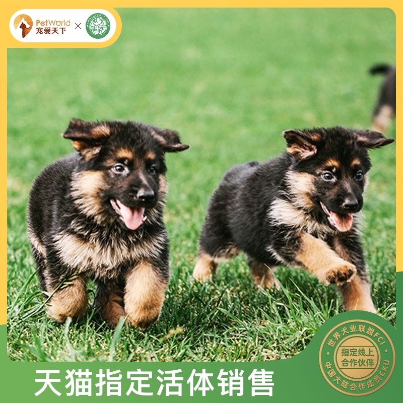 宠爱天下 CSV德德犬舍德国牧羊犬冠军直子宠物狗活体德牧成犬纯种|msdalam kategori haiwan peliharaan/makanan haiwan dan bekalan, anjing - dari Buy2taobao.com untuk memberikan perkhidmatan ejen Taobao profesional membeli