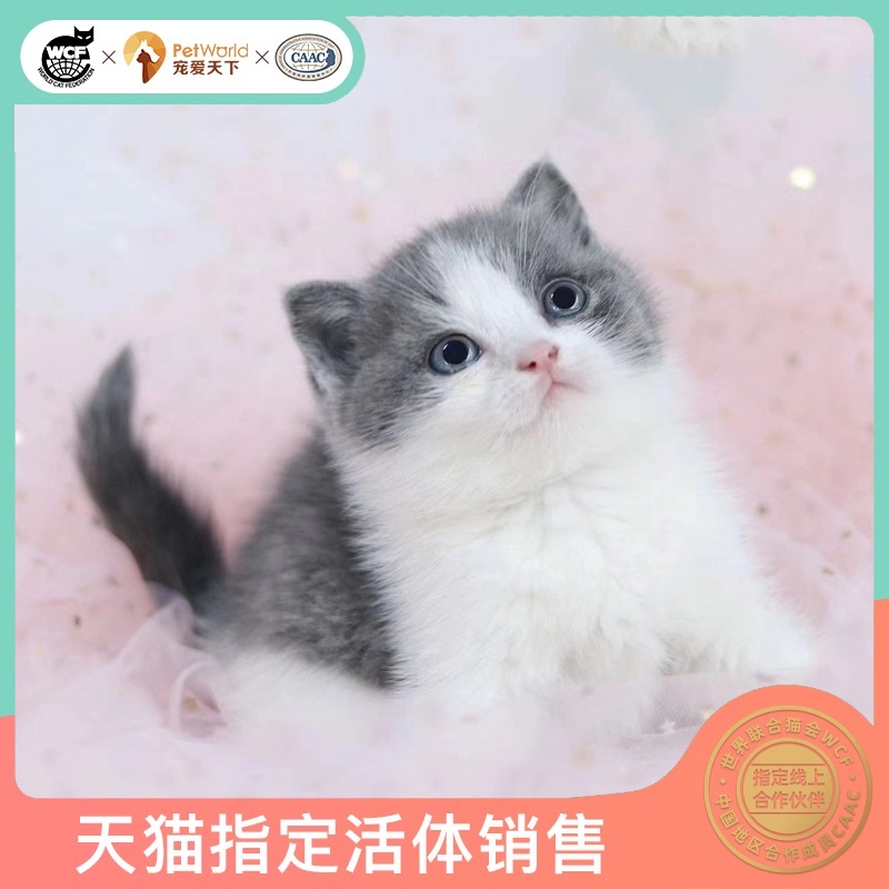宠爱天下 英国短毛猫活体 咪美短