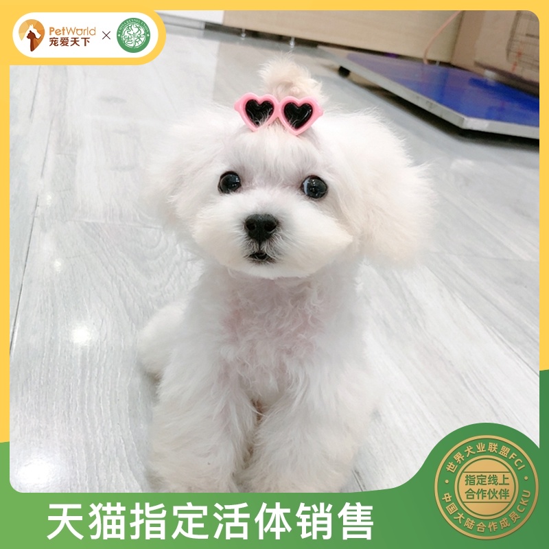 宠爱天下 白色贵宾犬幼犬纯种泰迪狗活体白色宠物小体