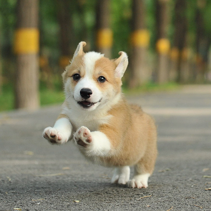 宠爱天下柯基幼犬纯种活犬威尔士三色小短腿宠物狗狗活物活体幼崽