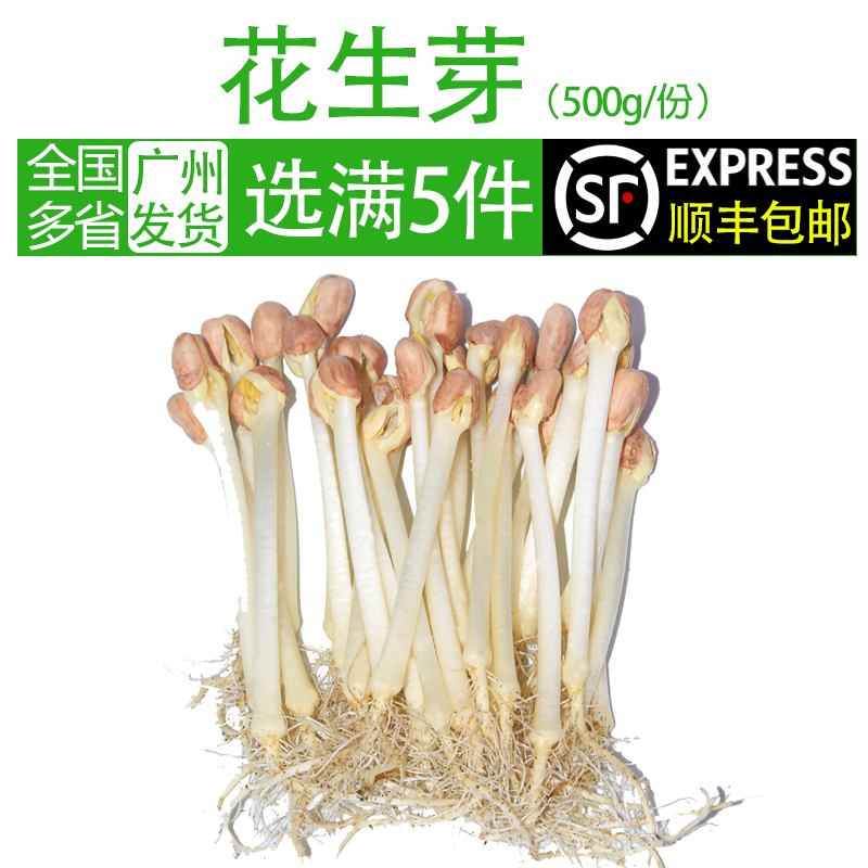 新鲜花生芽500g长寿芽苗农家自种蔬菜花生苗食用蔬菜农家火锅食材