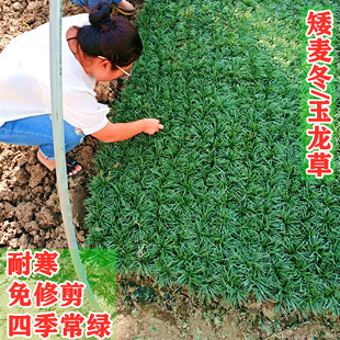 玉龙草苗金边细叶麦冬书带草正宗庭院日本矮麦冬草植物长叶苗地被