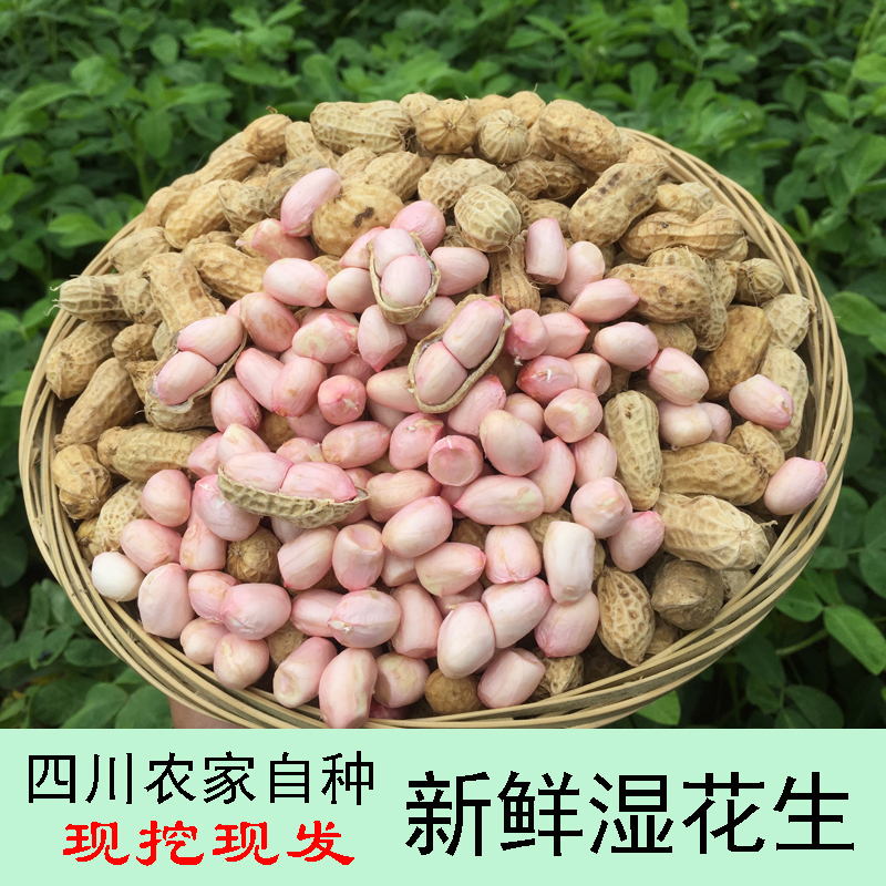 鲜花生 新鲜湿 生新鲜花生带壳湿花生 现挖5斤包邮四川农家自种