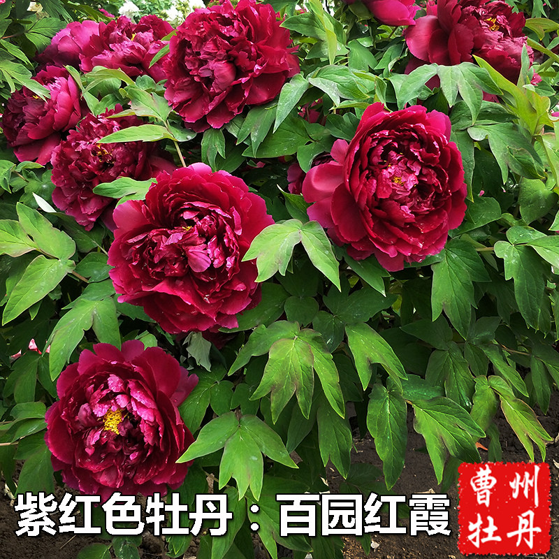 牡丹花苗百园红霞紫红色重瓣大花木本花卉室内盆栽阳台庭院容易活