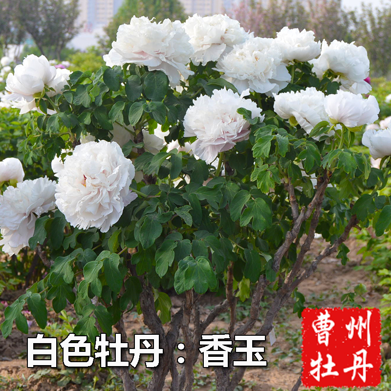 香玉牡丹花苗白色牡丹大花香味木本花卉室内盆栽阳台庭院容易种活
