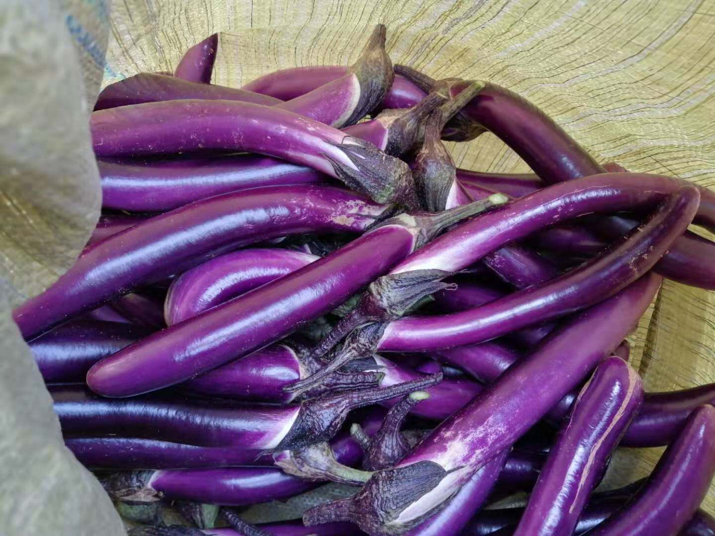 包邮净重5斤农家蔬菜自种当季茄子线茄细长茄紫茄新鲜现摘现发