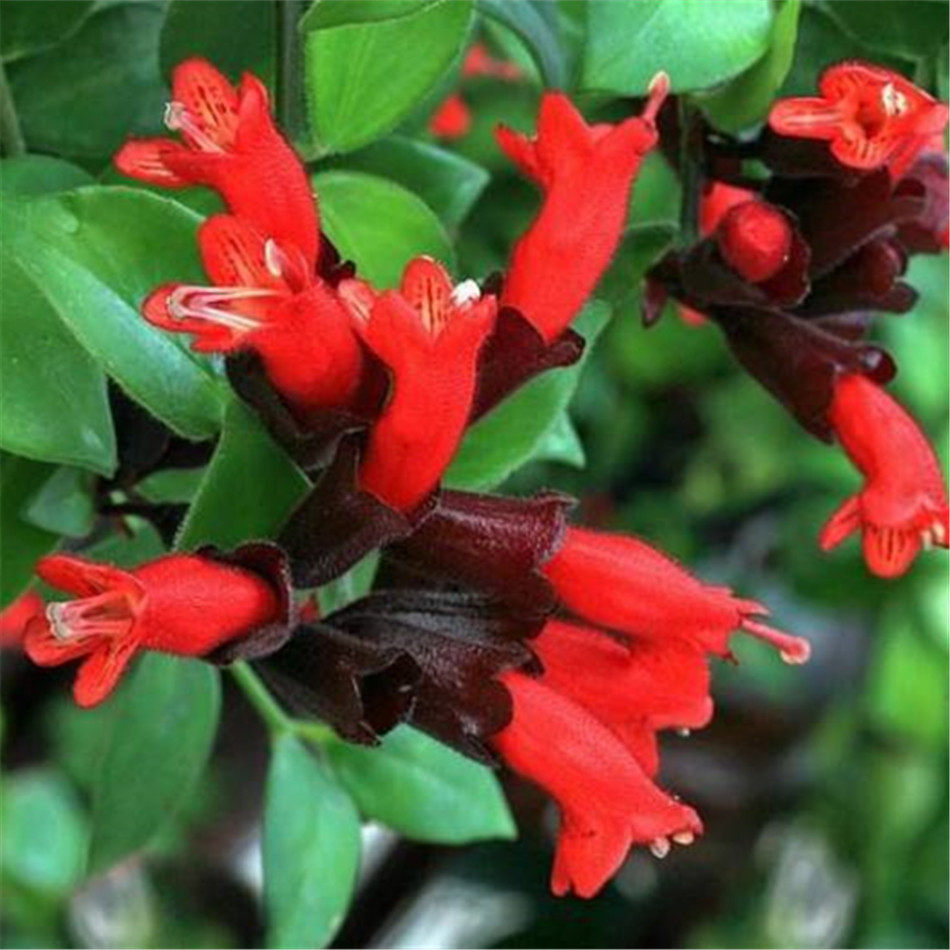 热销吊兰的土_净化空气 吸甲醛 口红吊兰 室内垂吊观花植物30棵装带原