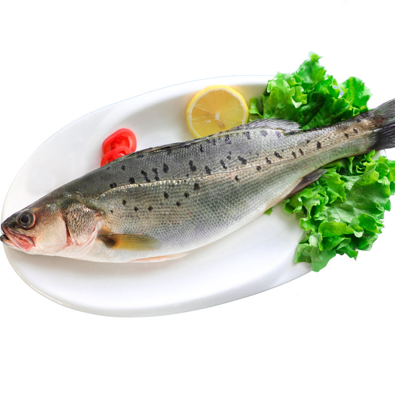 海鲈鱼鲜活冷冻海鱼3条免杀免洗新鲜水产海鲜七星海鲈鱼深海花鲈