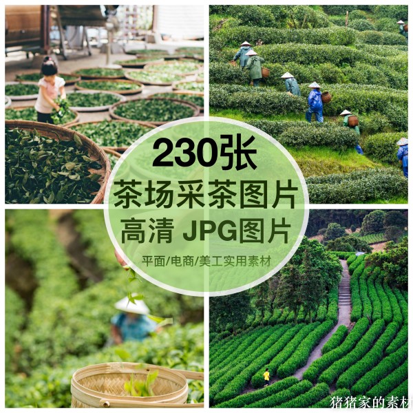 高清图库茶山茶场采茶园图片铁观音炒青嫩芽抖音绘画打印喷绘素材