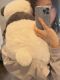 英国jELLYCAT Harry哈里熊猫男女宝宝抱枕柔软毛绒安抚萌玩具礼物