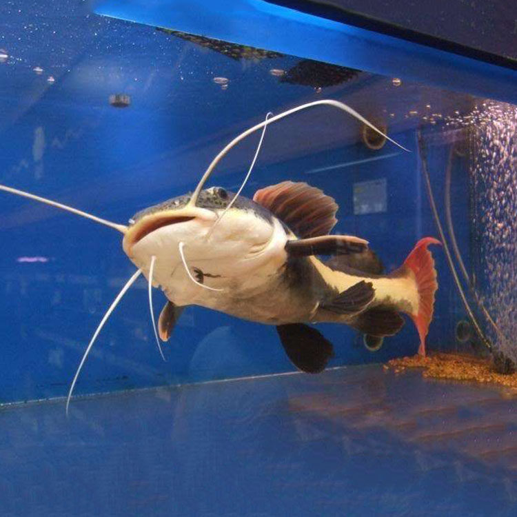 80淘宝招财猫大型底层猛大猫狗仔鲸猫鲶鱼29人已付款原价:0629.