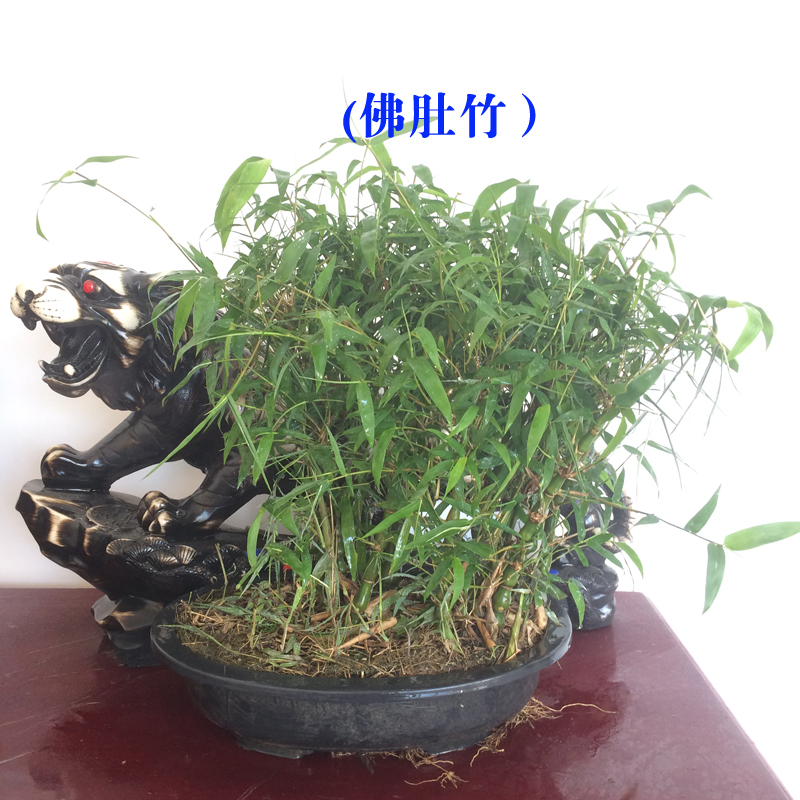 佛肚竹罗汉竹苗竹子苗佛肚竹盆景花卉米竹苗 佛肚竹苗盆栽植物