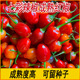 红色七彩辣椒新鲜成熟七彩椒可留种子五彩椒广西灯笼椒剁椒酱包邮
