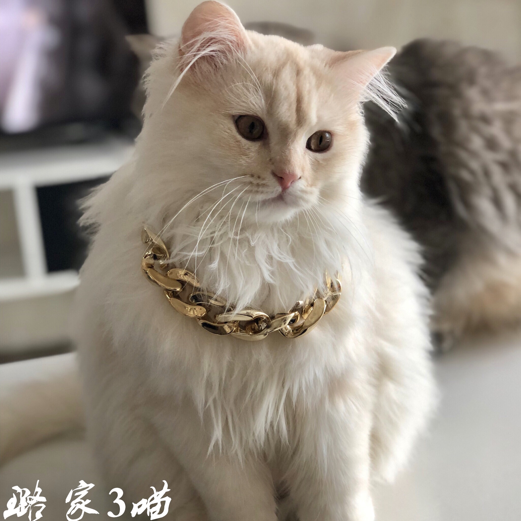 戴紫色花环的猫咪图片素材-编号25139486-图行天下