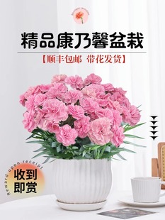 康乃馨盆栽带花苞室内花卉植物桌面客厅绿植四季开好养活耐寒花苗