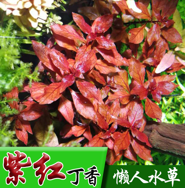 紫红丁香中后景有茎类活体水草鱼缸装饰用淡水植物易发色荷兰造景