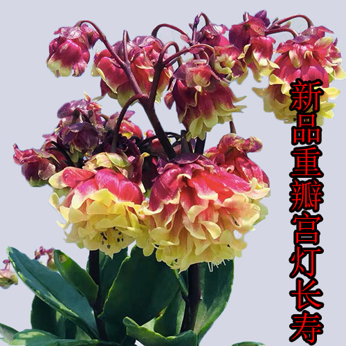 中式明清复古宫灯茶楼走廊大厅餐吊古典吊灯书房包厢卧室客厅吊灯