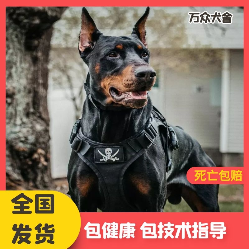 杜宾犬活体幼崽