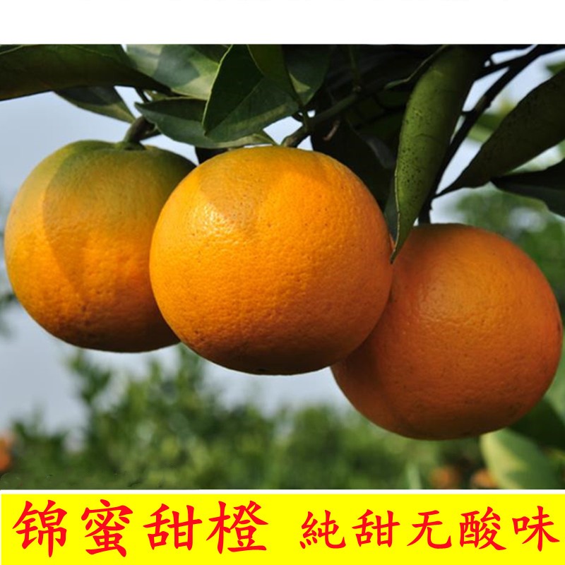 锦蜜冰糖橙10斤新鲜现摘现发特级手剥薄皮小橙子湖南麻阳純甜水果