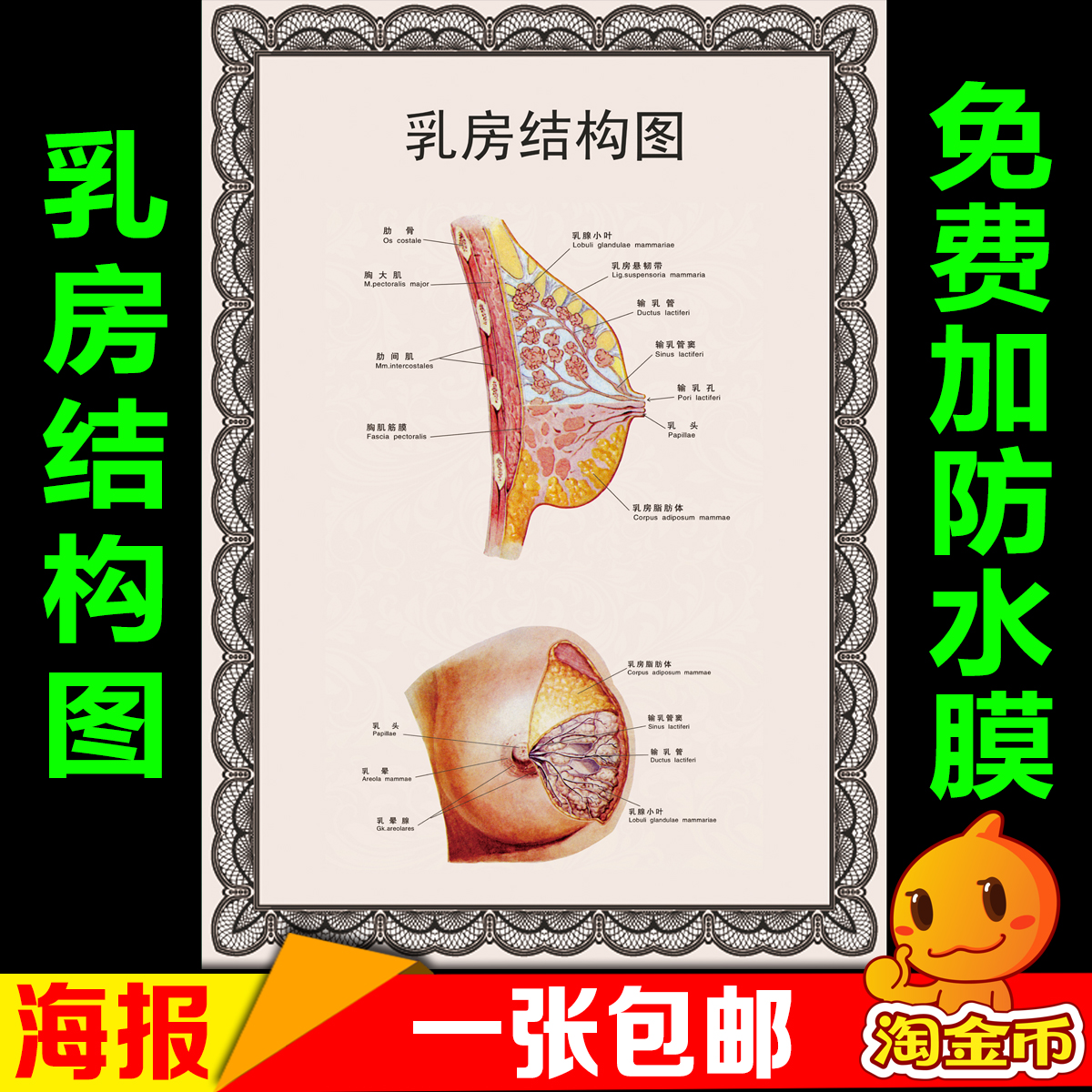 女性乳房结构图矢状解剖图胸部乳腺健康疾病针灸全身经络穴位海报