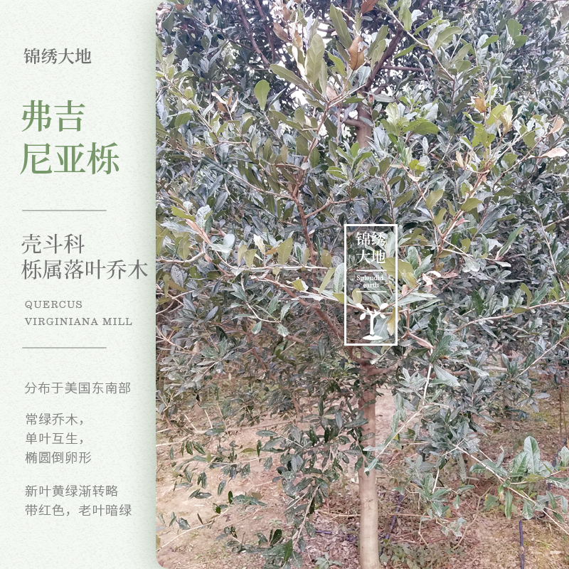 欧洲弗吉尼亚栎 弗栎 常绿树种 新品种彩叶树 叶三季绿色不落叶在类目 鲜花速递/花卉仿真/绿植园艺, 花园植物/行道树/果树, 行道树/乔木中 - 来自Buy2taobao.com提供专业的淘宝代购服务