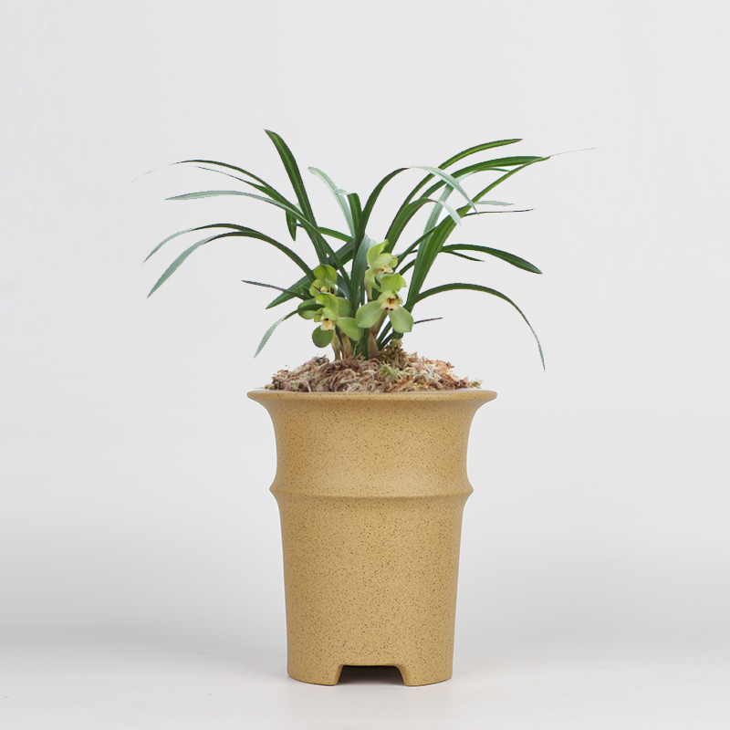 兰花花盆(兰花花盆价格)