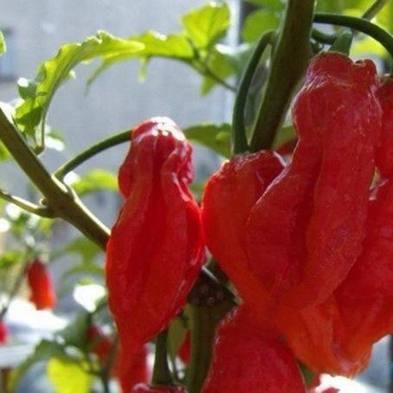 娜迦毒蛇naga viper新鲜辣椒魔鬼辣变态辣稀有辣椒火锅店辣椒1个