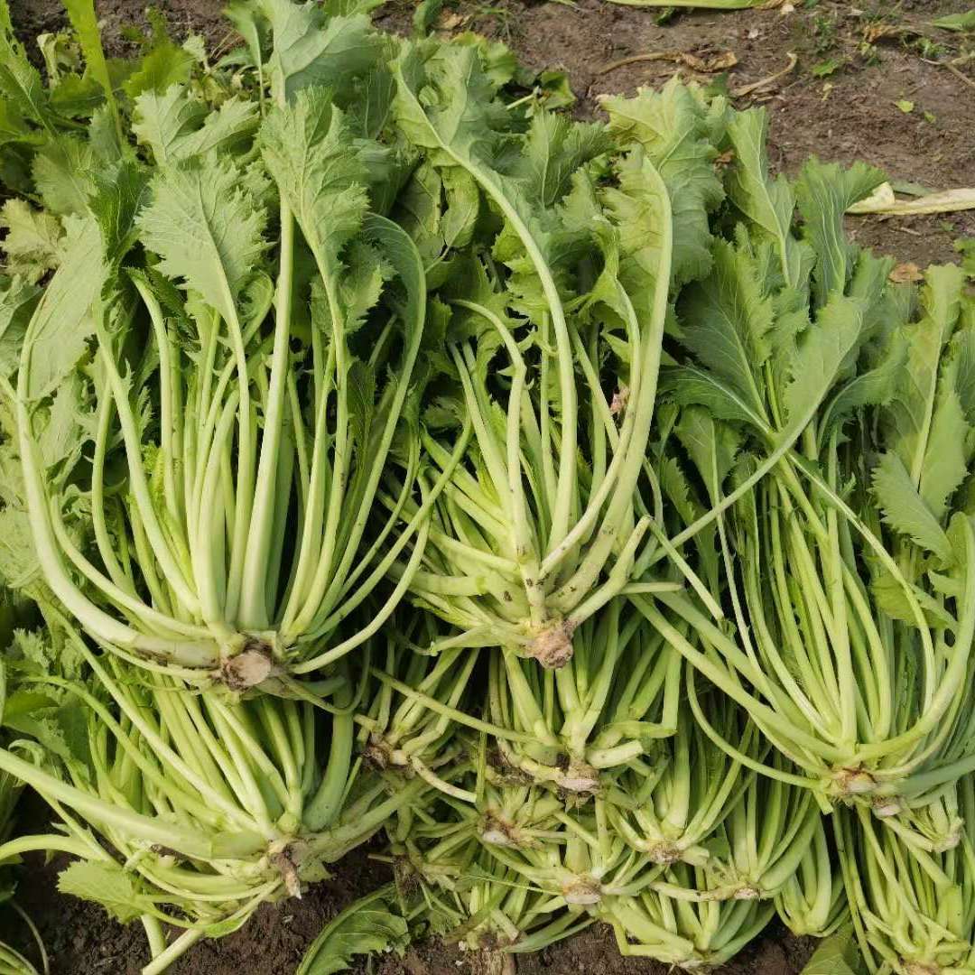 雪里红雪菜新鲜-特价促销-优惠券领取-价格|多少钱|什么牌子好-35优惠