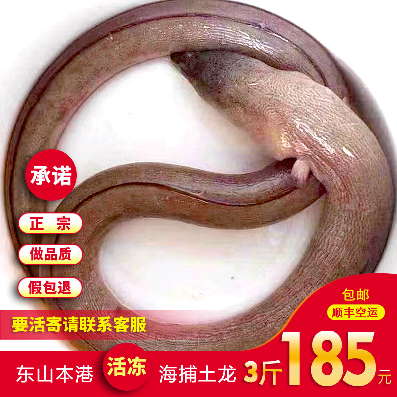 东山岛海鲜活冻杜龙中华须鳗鳗鱼