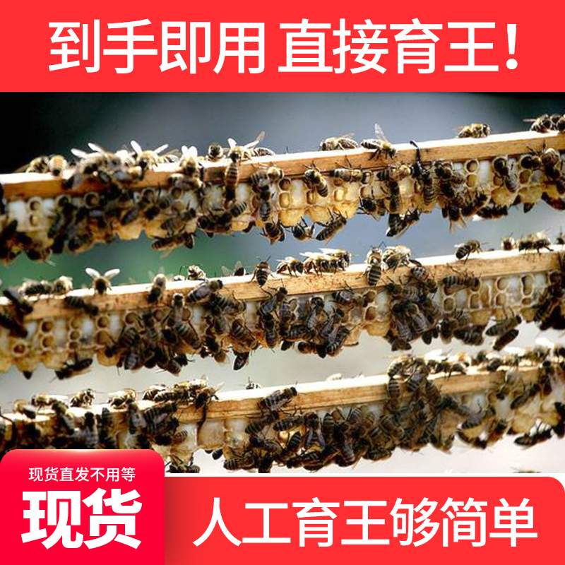 中蜂育王全套单排取浆框王台蜂王保护罩移虫针育王棒
